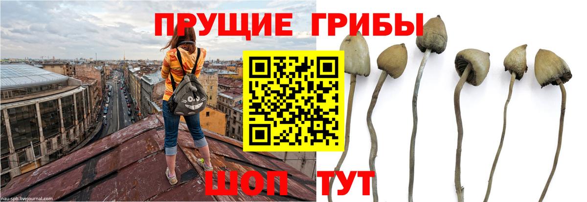 купить наркотики цена  Вход с VPN  Гудермес  Псилоцибиновые грибы MAGIC MUSHROOMS 